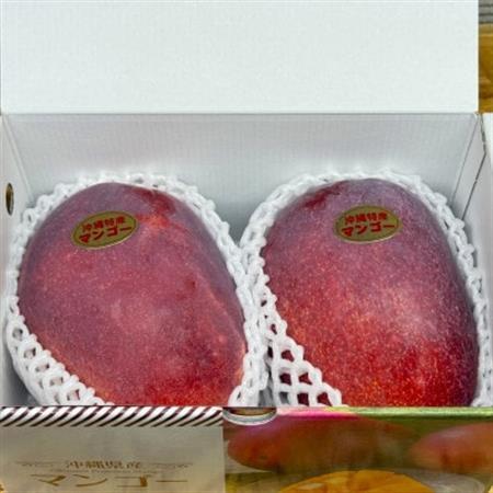 【2026年6月から順次発送・化粧箱】JAおきなわ厳選 秀品アップルマンゴー1kg(2～3玉)【配送不可地域：離島】【1724299】
