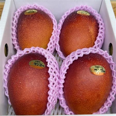 【2026年6月から順次発送・化粧箱】JAおきなわ厳選 秀品アップルマンゴー2kg(4～5玉)【配送不可地域：離島】【1724300】