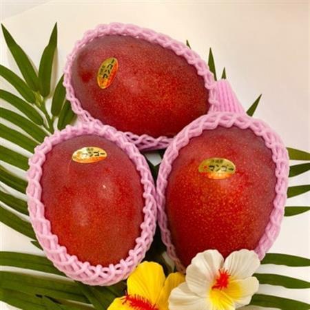 【2026年6月から順次発送・化粧箱】JAおきなわ厳選 秀品アップルマンゴー2kg(4～5玉)【配送不可地域：離島】【1724300】