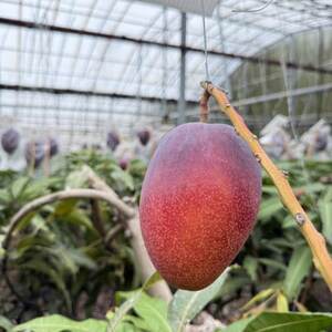 【2026年6月下旬から順次発送】マルトウマンゴーの贈答用アップルマンゴー2kg【配送不可地域:離島】【1670268】