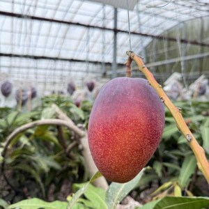 【2026年6月下旬から順次発送】マルトウマンゴーのプレミアム アップルマンゴー1kg【配送不可地域：離島】【1670278】