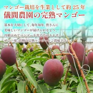 【2026年6月下旬から順次発送・贈答用】儀間農園の完熟アップルマンゴー 秀品1kg(大玉2玉)【配送不可地域：離島】【1672922】