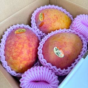 【2026年7月から順次発送・白箱】中城果樹園の完熟アップルマンゴー 訳あり1.5kg(3～5玉)【配送不可地域：離島】【1673136】