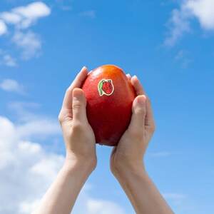 【2026年発送・糖度12度以上保証】頑固おやじのこだわりマンゴー超大玉1玉(700g～850g)【配送不可地域：離島】【1675680】