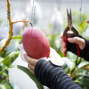 【2026年6月下旬から順次発送・訳あり】護佐丸マンゴー800g(2~3玉)【配送不可地域:離島】【1681753】