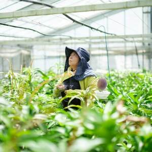 【2026年6月下旬から順次発送・訳あり】護佐丸マンゴー800g(2~3玉)【配送不可地域:離島】【1681753】