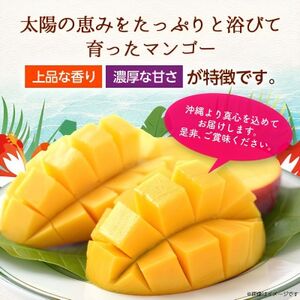 【2026年6月から順次発送・訳あり】アップルマンゴー1.5kg(3~6玉)【配送不可地域:離島】【1681760】