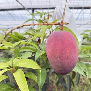 【2026年6月から順次発送・化粧箱】JAおきなわが厳選したアップルマンゴー2kg(3~6玉)【配送不可地域:離島】【1681769】