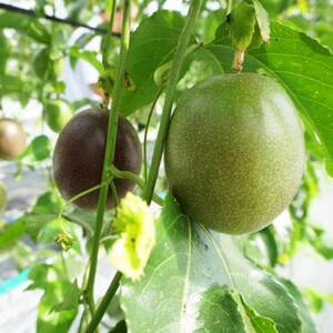 【2026年5月から順次発送・贈答用】JAおきなわが厳選したパッションフルーツ1kg(8～10玉)【1681790】