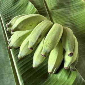 JAおきなわが厳選した季節の沖縄県産バナナ 2kg(旬の品種おまかせ)【1687539】