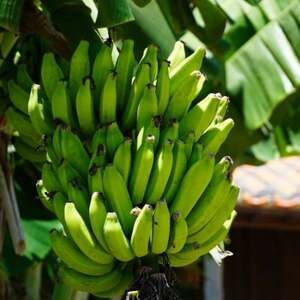 JAおきなわが厳選した季節の沖縄県産バナナ 2kg(旬の品種おまかせ)【1687539】