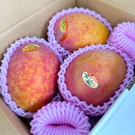 【2026年7月から順次発送・白箱】中城果樹園の完熟アップルマンゴー 良品1.0kg(2~3玉)【配送不可地域:離島】【1730473】