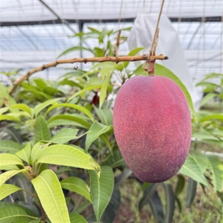 【2026年7月から順次発送・白箱】中城果樹園の完熟アップルマンゴー 良品1.0kg(2~3玉)【配送不可地域:離島】【1730473】