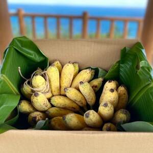 西原町の栽培期間中農薬不使用のナムワバナナ2kg【1616140】