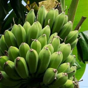 西原町の栽培期間中農薬不使用のナムワバナナ3kg【1616143】