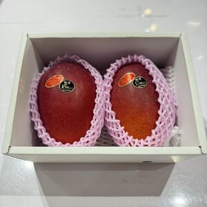 【2026年6月から順次発送】糖度15度以上!JAおきなわが厳正したプレミアムマンゴー2玉【配送不可地域：離島】【1641002】