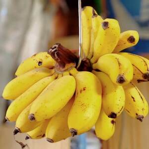 JAおきなわが厳選!季節の沖縄県産バナナ約2kg(旬の品種おまかせ)【1694030】