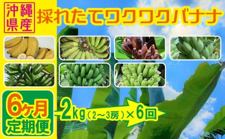 【6ヶ月定期便】沖縄県産バナナ　採れたてワクワクバナナ　2kg