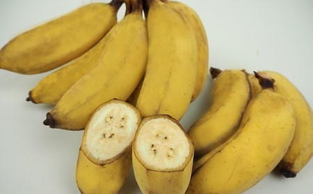 【6ヶ月定期便】沖縄県産バナナ　採れたてワクワクバナナ　2kg