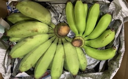 【6ヶ月定期便】沖縄県産バナナ　採れたてワクワクバナナ　2kg