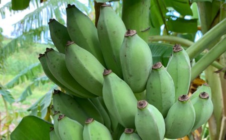 【6ヶ月定期便】沖縄県産バナナ　採れたてワクワクバナナ　2kg