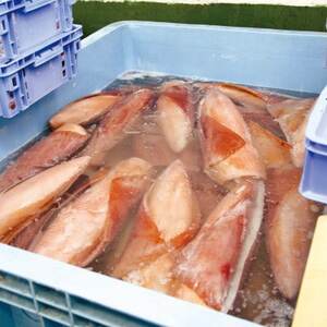 せーいか お刺身用 約2kg(200g×10柵)【配送不可地域:離島】【1549419】