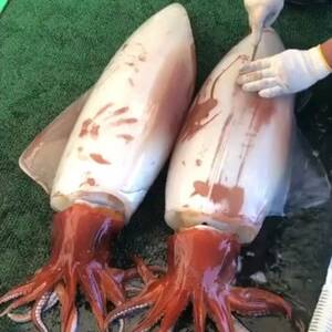 セーイカ1kg イカとんび250g お刺身用 約1.25kg【配送不可地域:離島】【1564534】