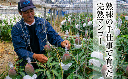 【2026年発送】「優品」丹精込めた完熟マンゴー1kg 2玉~3玉