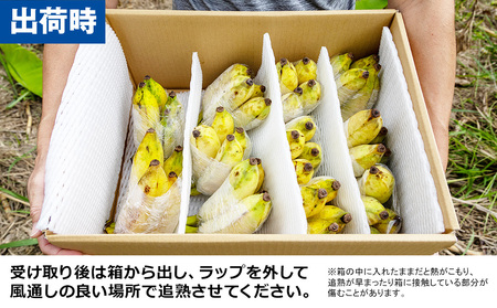 【小分け】モリンガファームさんご園芸のアップルバナナ3kg