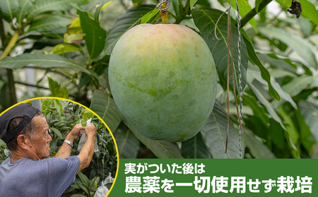 【2026年発送】大城正雄マンゴー農園　キーツマンゴー　贈答用1.5kg