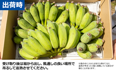 南風原農園 アップルバナナ 2.5kg以上