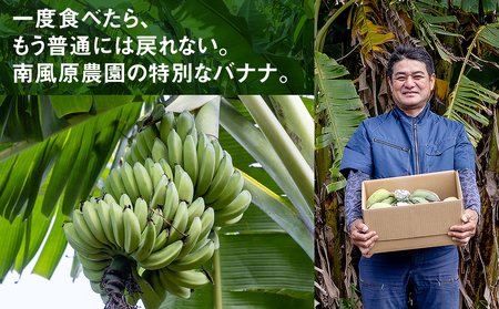 南風原農園 アップルバナナ 2.5kg以上