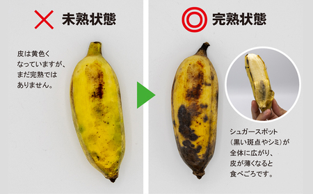 【沖縄本島産】浜ファームの「アップルバナナ」　3kg