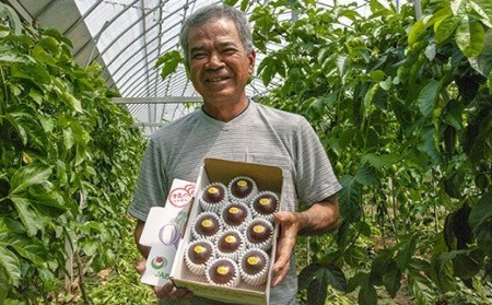 【2026年発送】津嘉山パッションフルーツ　黄色種入り　約1kg