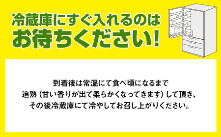 【2025年発送】南国の果物　沖縄県産マンゴー　赤キーツ　2kg