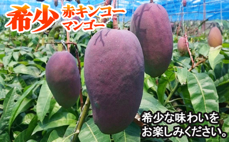 【2025年発送】南国の果物　沖縄県産マンゴー　赤キンコー　1kg