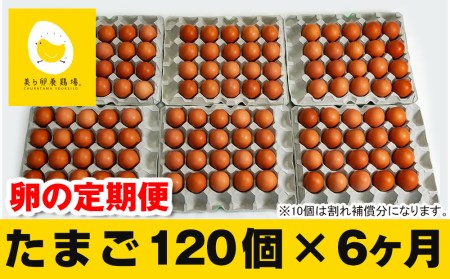 【定期便】6ヵ月連続お届け　美ら卵養鶏場の卵　各月120個