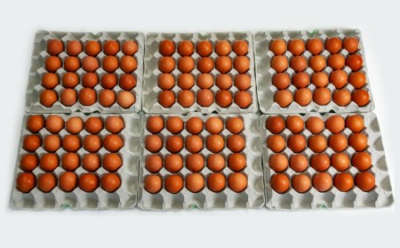 【定期便】12ヵ月連続お届け　美ら卵養鶏場の卵　各月120個