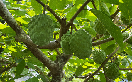 【2025年12月中旬から順次発送】アテモヤ 2kg “森のアイスクリーム”とも呼ばれる希少なフルーツ