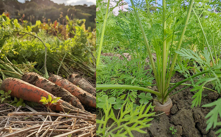【2026年発送】いもり屋の沖縄県産　人参・ビーツセット　合計4kg