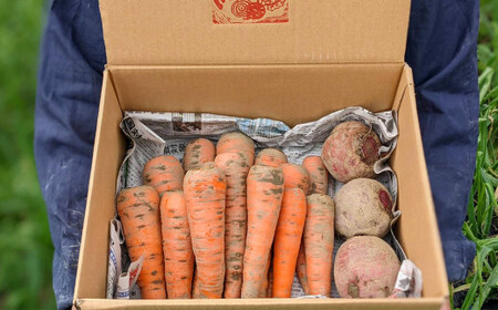 【2026年発送】いもり屋の沖縄県産　人参・ビーツセット　合計4kg