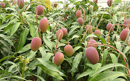 【2026年発送】濃厚なアーウィンマンゴー1.5kg　家庭用