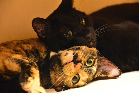 9178.ぽらりす宿泊券　2名1室1泊2食付き バリアフリールーム