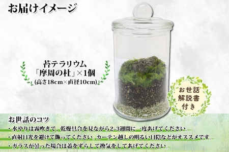 1602 苔 テラリウム 摩周の杜 コケリウム 苔リウム 説明書付き ボトルテラリウム Terrarium コケ こけ Moss インテリア 園芸 緑 観葉植物 癒し フェイモス Famoss 送料無料 北海道 弟子屈町 000円 北海道弟子屈町 ふるさと納税サイト ふるなび