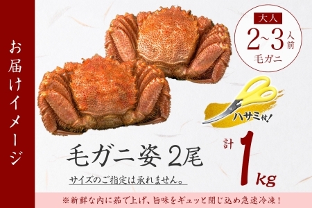 2987.毛蟹 2尾 計1kg前後 食べ方ガイド・専用ハサミ付 カニ かに 蟹 海鮮 ボイル 送料無料 北海道 弟子屈町 | 北海道弟子屈町 |  ふるさと納税サイト「ふるなび」