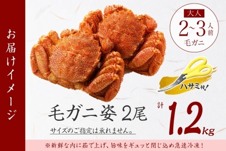 3335.毛蟹 2尾 計1.2kg前後 食べ方ガイド・専用ハサミ付 カニ かに 蟹 海鮮 ボイル 送料無料  北海道 弟子屈町