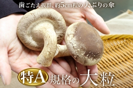 1803. しいたけ 特A 秀品 2パック 計500g 摩周美人 シイタケ 椎茸 生