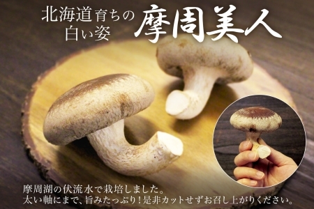 1805. 無地熨斗 しいたけ 特A 秀品 2パック 500g 摩周美人 シイタケ 椎茸 生しいたけ きのこ キノコ 菌床栽培 肉厚 熨斗 のし 名入れ不可 送料無料 北海道 弟子屈町 5000円