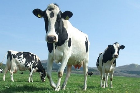 1851.牛のおっぱいミルク5本セット