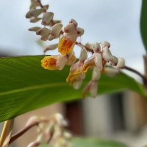 月桃ピアス　”rope(GOLD)【1505349】